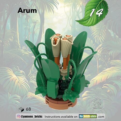14-Arum1