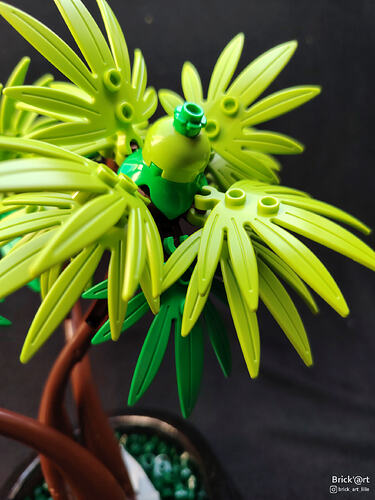 Tropical Bonsaï_5