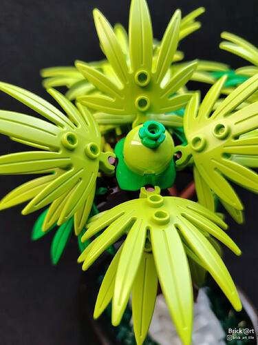 Tropical Bonsaï_2