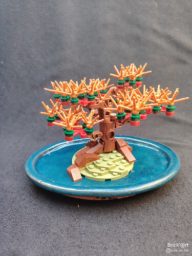 Woody Bonsaï_1