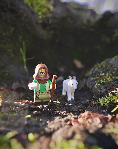 03 - Balade apaisante en forêt