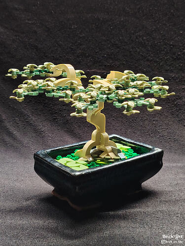 whitewoodbonsai03