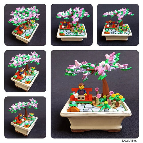 Bonsai pour Isabelle20260505133907comhihonorphotosGalleryMain