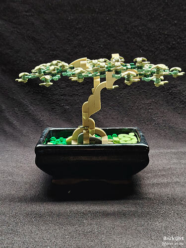 whitewoodbonsai01