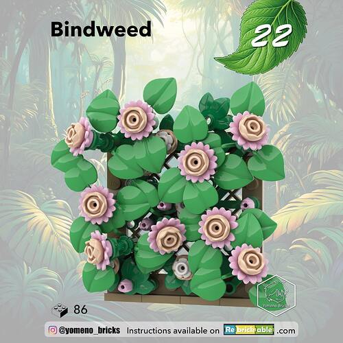 22-Liseron - Bindweed1