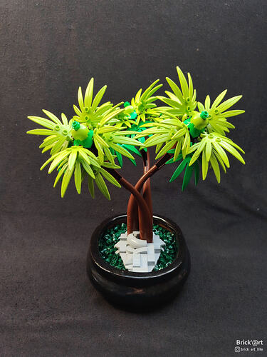 Tropical Bonsaï_3