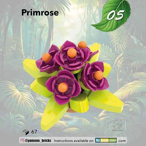 05-Primevere - Primrose1