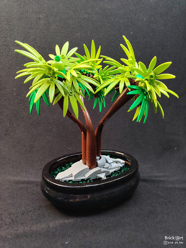 Tropical Bonsaï_1
