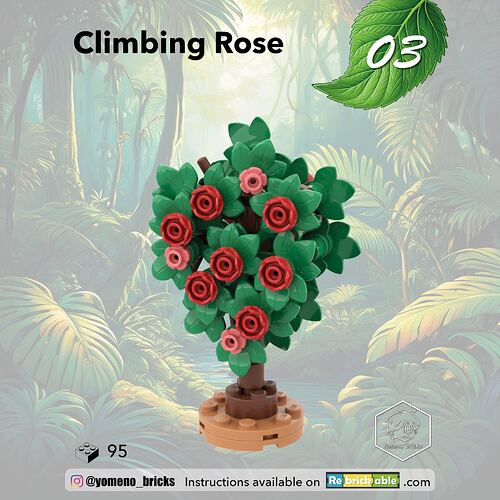 03-Rosier Grimpant - Climbing Rose01