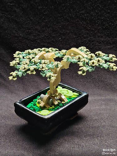 whitewoodbonsai02