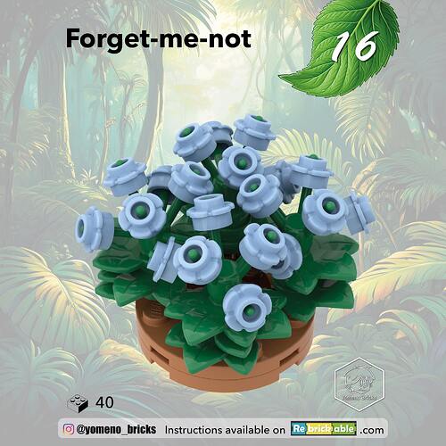 16-Myosotis - Forget-me-not1