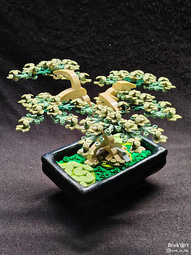 whitewoodbonsai04