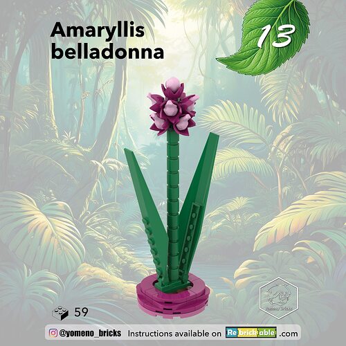 13-Amaryllis belladonna1