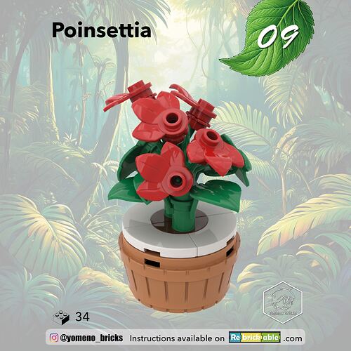09-Poinsettia1