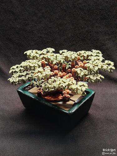 olivebonsai02