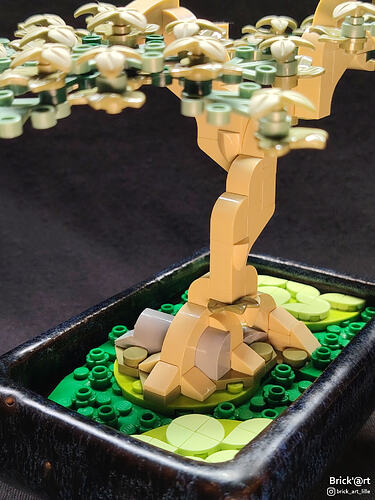 whitewoodbonsai05