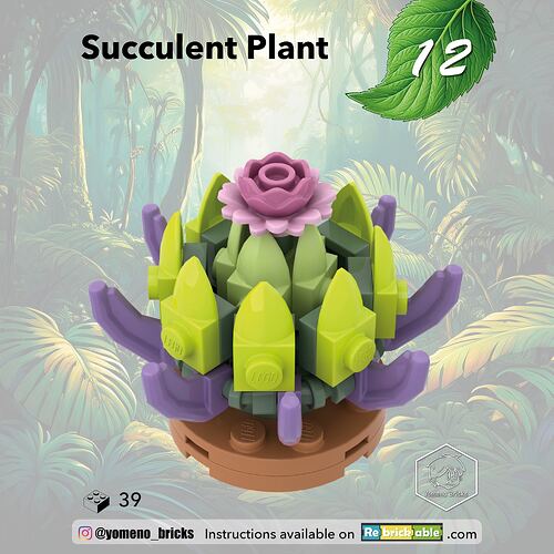 12-Plante Grasse - Succulent Plant1