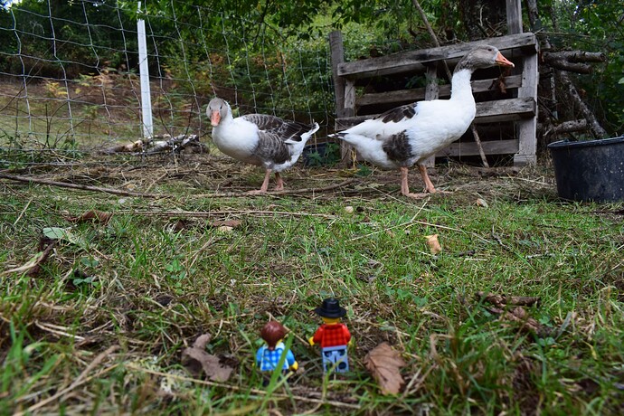 36-Visite à la ferme pédagogique