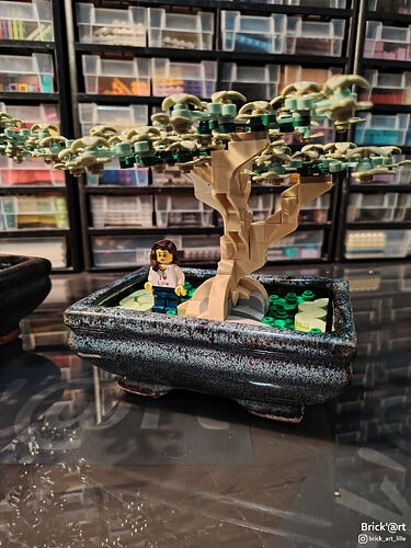 whitewoodbonsai06