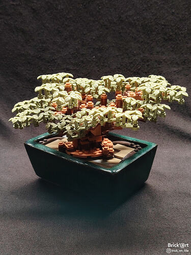 olivebonsai01