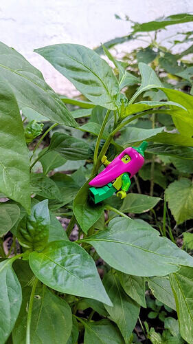 23_Premier_poivron_du_jardin par Clément G.